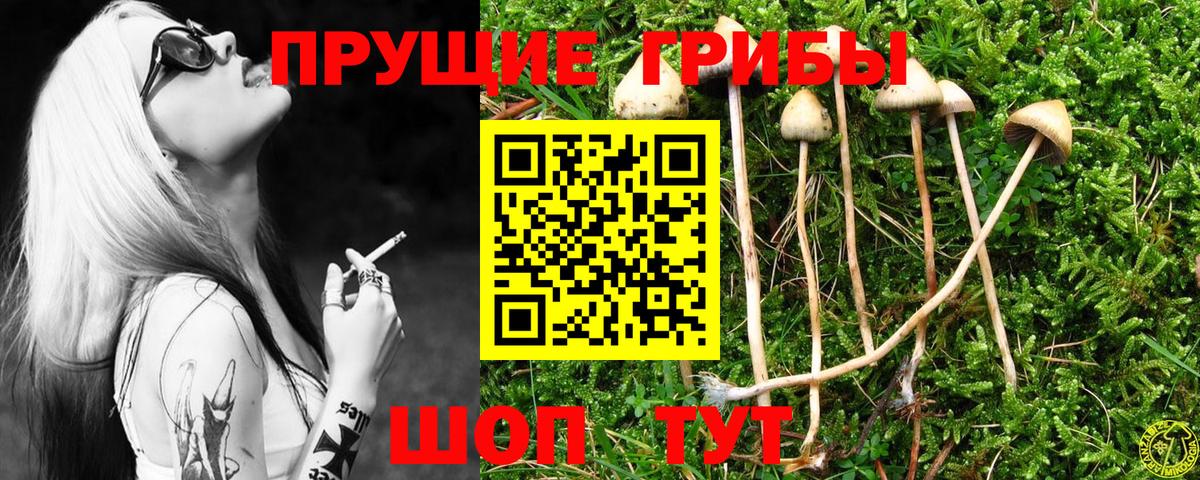 Псилоцибиновые грибы Cubensis  Вход с VPN  Сунжа 